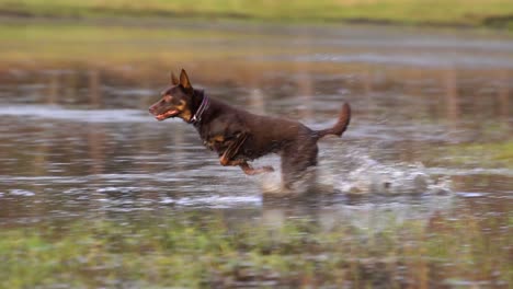 Red-and-tan-dog-dashing-from-sit,-running-through-shallow-water,-slowing-down-to-wade