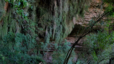 Bewachsene-Grüne-Bergwand-Mit-Grünen-Blättern-Und-Pflanzen,-Die-Im-Dschungel-Von-Neuseeland-Wachsen