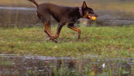 Red-and-tan-dog-runs-through-a-waterlogged-meadow-with-a-yellow-ball-in-her-mouth