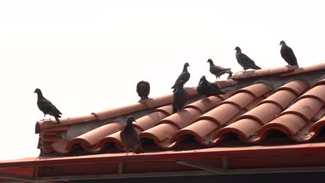 Haustauben-Sitzen-Auf-Dachziegeln-Im-Spanischen-Stil