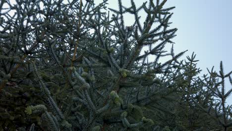 Branches-of-Rare-Spanish-Fir-Evergreen-Tree,-Abies-Pinsapo,-Low-Angle-Spin
