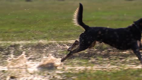 Ein-Kräftiger-Hund-Läuft-Durch-Seichtes-Wasser,-Das-Von-Der-Untergehenden-Sonne-Beleuchtet-Wird,-Und-Spritzt-Auf-Spektakuläre-Weise-Wasser