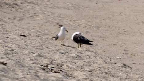 A-Pair-Of-Kelp-Gull-Grooming-On-The-Sandy-Shore-Of-The-Beach-On-A-Sunny-Day-Near-Gangneung-In-Gangwon-do,-South-Korea---close-up