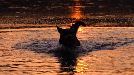 Silhouetted-dog-walks-towards-the-camera-through-shallow-water,-backlit-by-sunset