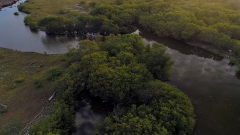 Aerial-view-around-mangrove-trees-on-the-coast-of-Los-Cuadritos-beach,-in-San-Cristobal---circling,-drone-shot