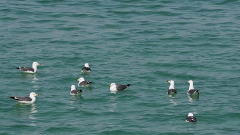 Black-tailed-Gull-Birds-Floating-In-The-Sea-Water-Near-Gangneung,-South-Korea---close-up
