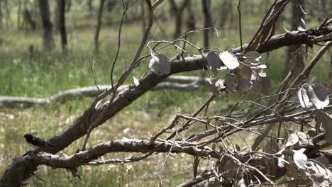On-natural-open-farm-wildlife-small-australian-bird-on-fallen-dry-outback