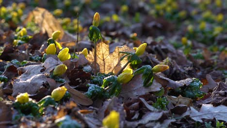 Chaotischer-Waldboden-Mit-Braunen-Abgestorbenen-Blättern-Und-Gelben,-Lebendigen-Winterakonitblumen-An-Einem-Frostigen-Sonnigen-Morgen