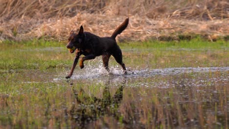 Happy-dog-fetching-a-ball,-running-through-shallow-water,-and-splashing-around