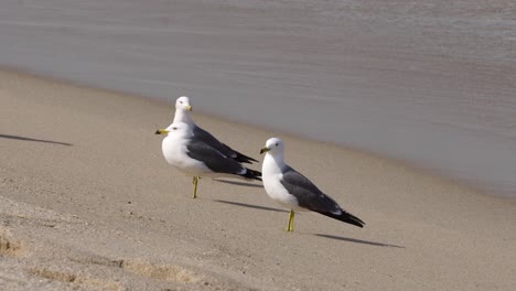 Three-Black-tailed-Gull-Birds-Standing-On-The-Shore-when-Breaking-Waves-rolling-over-the-white-sand-beach-In-Gangneung,-South-Korea---static,-close-up
