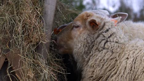 Totally-cute-sheep-with-ginger-hair-on-its-head-looks-at-camera-and-turns-away-towards-hay-in-feeder,-given-as-supplementary-feed-in-winter