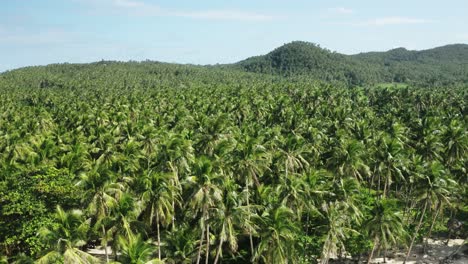 Drone-reveal-of-palm-trees,-coconut-plantation