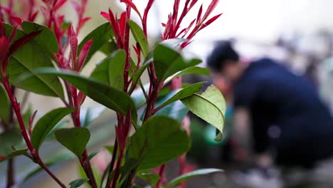Photinia-Fraseri-Red-Robin-Gartenpflanze-Im-Vordergrund,-Während-Im-Hintergrund-Eine-Person-Pflanzen-Einfügt