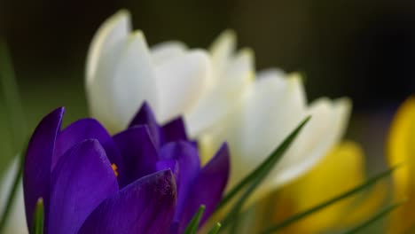 Patch-of-colorful-crocuses-in-vibrant-colors-on-a-macro-scale