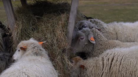 Group-of-sheep-peacefully-eating-hay-from-a-wooden-feeder