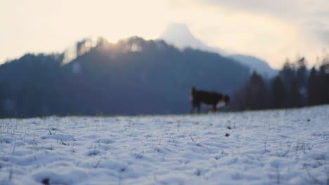 Schwarzer-Bernersennenhund,-Der-Durch-Ein-Schneefeld-Läuft,-Einen-Holzstock-Jagt-Und-Ihn-Zurückbringt,-Während-Er-In-Einer-Wunderschönen-Abendlandschaft-Mit-Schneebedeckten-Bergen-Und-Wolken-Zurück-Zur-Kamera-Läuft