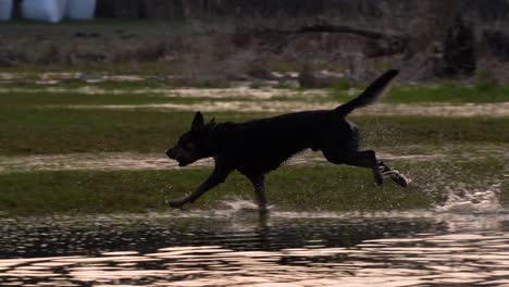 Wet-dog-with-a-ball-running-out-of-shallow-water,-galloping-on-wet-grass,-and-splashing-water
