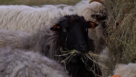 Black-headed-sheep-chewing-hay-and-looking-at-the-camera