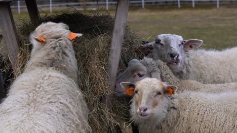 A-flock-of-sheep-eating-hay-from-a-feeder-on-an-overcast-day