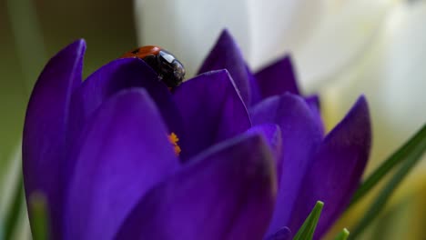 Macro-of-violet-petals-of-garden-crocus-with-a-ladybug