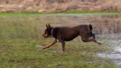 Australian-kelpie-female-dog-runs-through-shallow-water-covering-a-meadow-in-spring