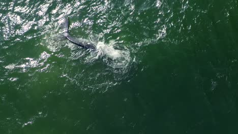 4K-Luftaufnahmen-Von-Buckelwalen-Von-Point-Dume-Vor-Der-Küste-Von-Malibu,-Kalifornien,-USA