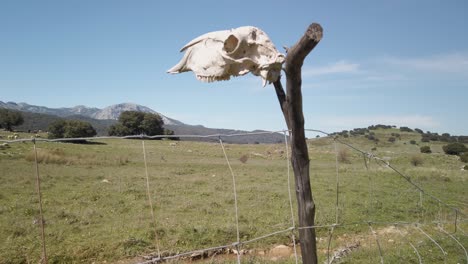 Sheep-skull-on-fence-post-with-flock-in-background-pasture,-Wraparound