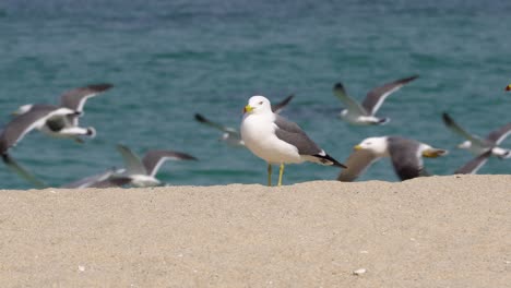 One-Gull-Standing-On-The-Shore-Of-The-Beach-when-a-flock-of-gull-birds-fliy-on-background-near-the-sea-In-Gangneung,-South-Korea---close-up