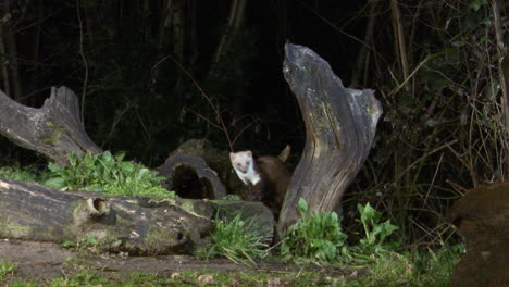 Beech-marten-in-search-of-food-on-a-dead-tree-stump-and-jumps-off,-at-night