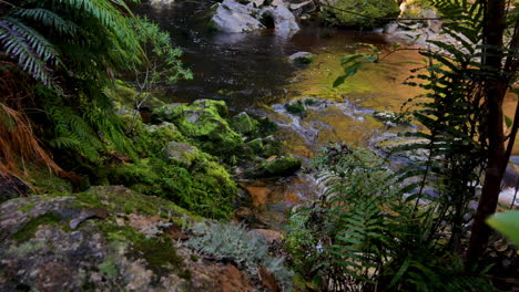 Dolly-shot-showing-tranquil-river-flowing-between-mossy-and-plant-kingdom-with-moss-and-fern-in-jungle-of-New-Zealand
