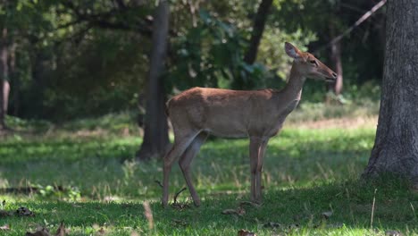 Eld's-Deer,-Panolia-eldii,-Female,-Huai-Kha-Kaeng-Wildlife-Sanctuary,-Thailand
