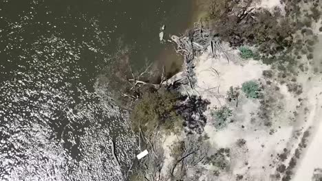 Outdoor-nature-drone-aerial-shot-of-muddy-water-river-fauna-dry-outback