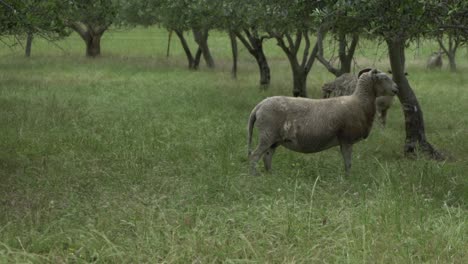 On-natural-open-farm-wildlife-sheep-around-olive-tree