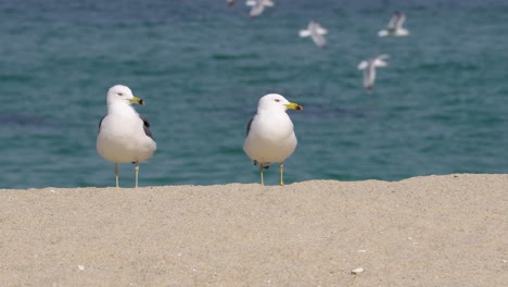 A-Pair-Of-Black-tailed-Gull-Birds-Standing-On-The-Shore-Of-The-Beach-In-Gangneung,-South-Korea---close-up