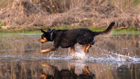 Black-and-tan-kelpie-dog-wade-through-the-water-towards-his-toy,-splashing-water