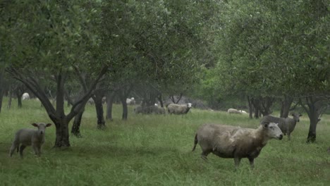 On-natural-open-farm-wildlife-sheep-ram-and-lambs-walking-and-running-around-olive-trees