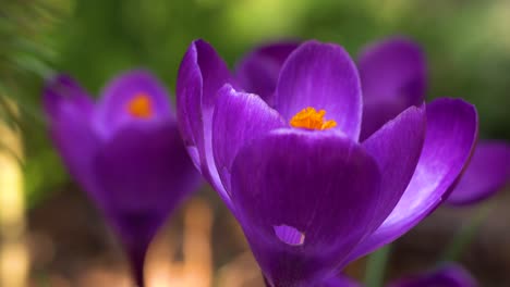 Krokusse-In-Klassischer-Violetter-Farbe,-Die-Trotz-Einiger-Löcher-In-Den-Blütenblättern,-Die-Von-Einem-Insekt-Verursacht-Wurden,-In-Einer-Frühlingssonne-Wachsen