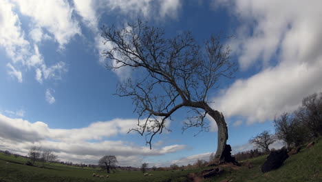 Weiße-Kumuluswolken-Rasen-In-Einem-Zeitraffer-Vorbei-Und-Zeigen-Einen-Alten-Gebogenen-Baum-In-Der-Landschaft-Von-Warwickshire-Mit-Grasenden-Schafen