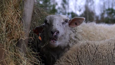 Relaxed-sheep-with-a-speckled-head-precisely-chew-hay-while-looking-at-the-camera