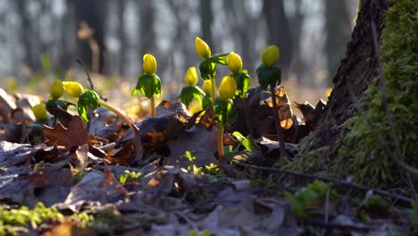 Pan-around-a-group-of-yellow-winter-aconite-flowers-growing-beside-a-tree-and-blooming-early-in-the-spring