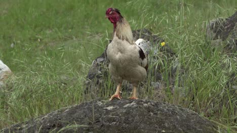 On-natural-open-farm-wildlife-wild-chicken-hen-standing-on-rock