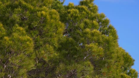 Pine-trees,-thick-green-treetops-with-blue-sky-backdrop,-calming-background