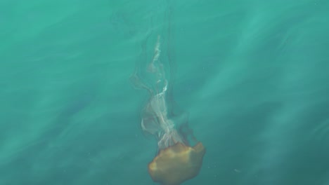 Sea-Nettle-jellyfish-with-long-tentacles