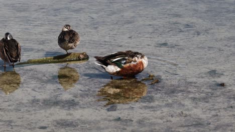 Male-Northern-Shoveler-preening-near-two-sleeping-hens-in-shallow-fresh-waters-along-the-coast-of-Texas-in-winter