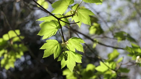 The-first-Sycamore-Maple-leaves-of-Spring-in-woodland-in-Worcestershire,-England-as-the-early-season-sunshine-illuminates-the-young-leaves