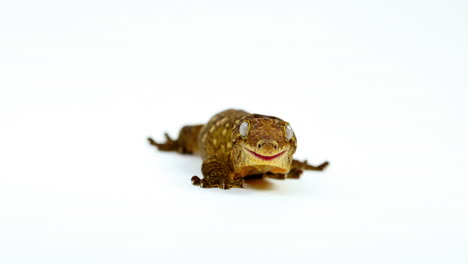 Tokay-gecko-isolated-on-white-background---rack-focus-to-liking-eyes-with-tongue