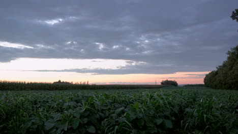 Ein-Feld-Von-Sojabohnen-Auf-Dem-Ackerland-Auf-Dem-Land-Während-Des-Sonnenuntergangs