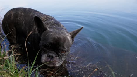 Französische-Bulldogge-Steht-Am-Ufer-Eines-Sees-Bis-Der-Körper-Ins-Wasser-Schaut-Und-Dreht-Sich-Um