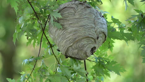 A-paper-wasp-nest-hanging-from-a-tree-in-the-woods-in-the-wilderness-in-the-summertime-in-slow-motion