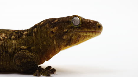 Tokay-gecko-side-profile---isolated-against-white-background